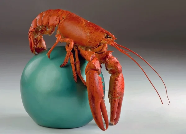 Homard et boule . — Photo