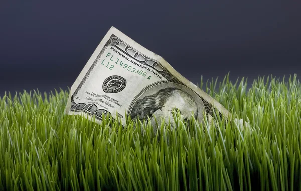 Contant geld in het gras. — Stockfoto