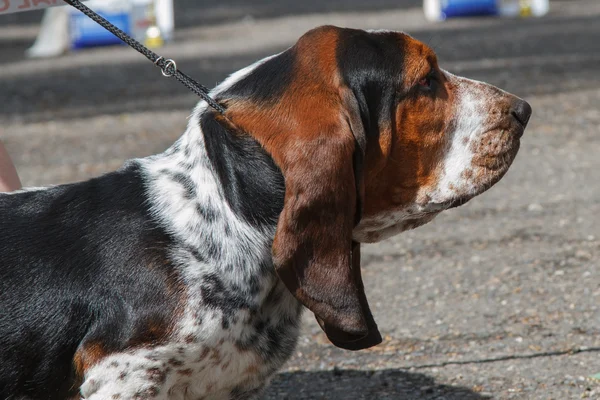 Basset hound z bliska — Zdjęcie stockowe