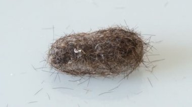 Ayı caterpillar koza yapar