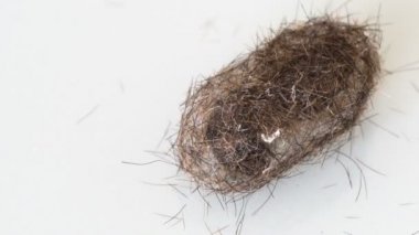 Ayı caterpillar koza yapar
