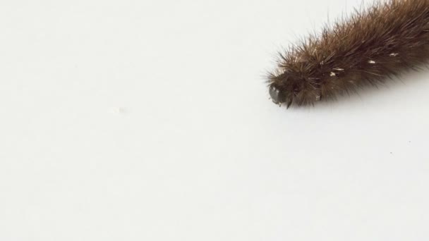 Ведмежа гусениця на білому тлі — стокове відео