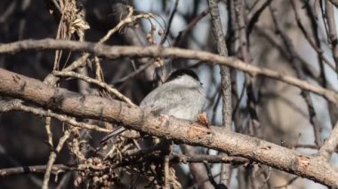 Ağaçlar dallarda söğüt baştankara (Parus montanus) atlar
