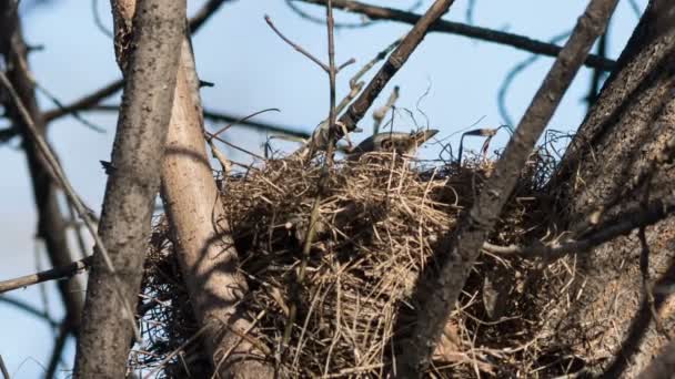 Kramsvogel voorjaar bouwt een nest voor de fokkerij — Stockvideo