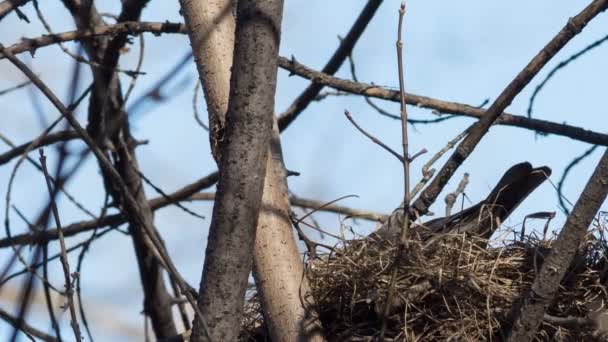 Fieldfare spring construye un nido para la cría — Vídeos de Stock