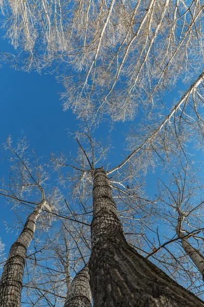 Na wierzchołki drzew przed wiosną niebieski niebo — Zdjęcie stockowe