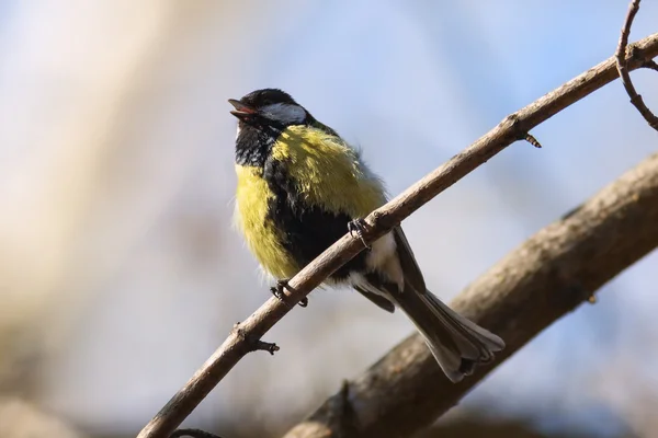 Gran Teta (Parus major) en el árbol contra el cielo azul —  Fotos de Stock