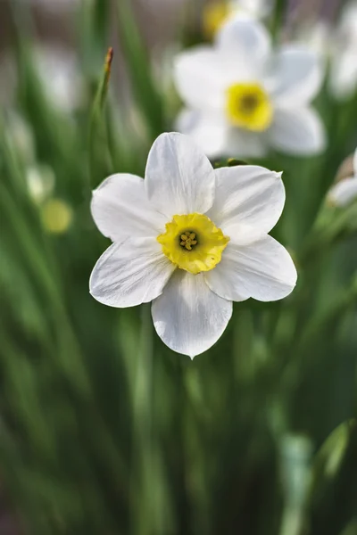 Narciso branco florescendo no início da primavera — Fotografia de Stock