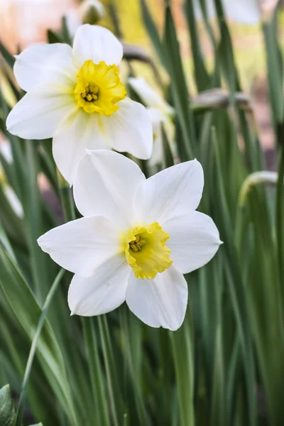 Bílé narcisy kvetou začátkem jara — Stock fotografie