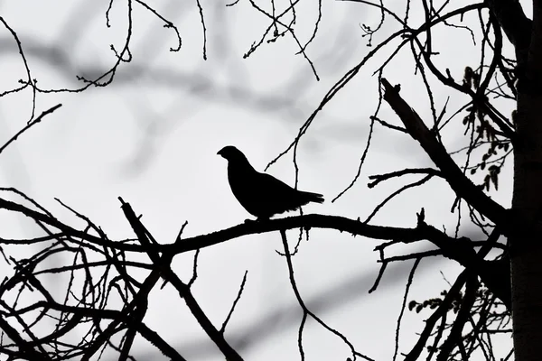 Silhouette of male Hazel grouse sitting on a tree — Stock Photo, Image