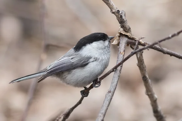 Tetta di salice (Parus montanus ) — Foto Stock