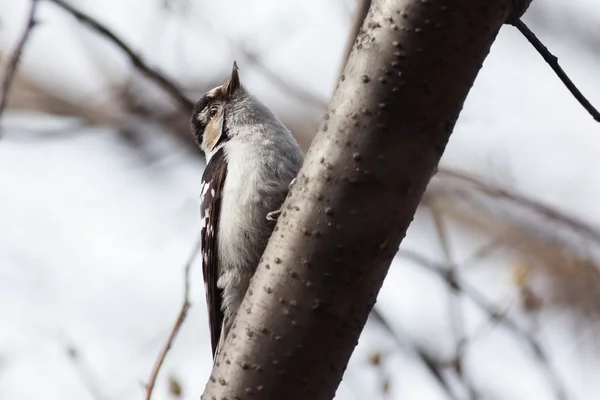 Pájaro carpintero moteado menor — Foto de Stock