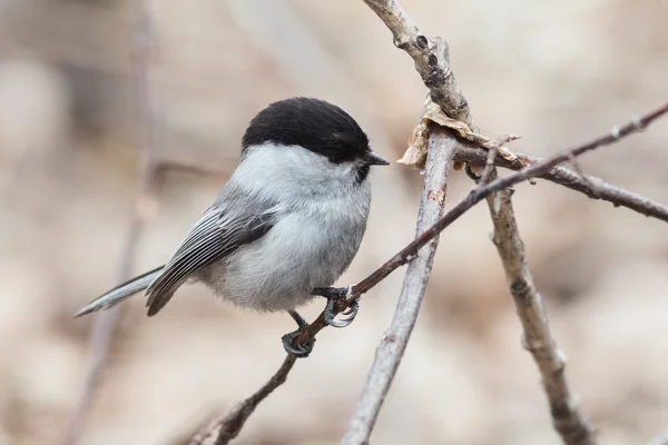 Seios de salgueiro (Parus montanus ) — Fotografia de Stock