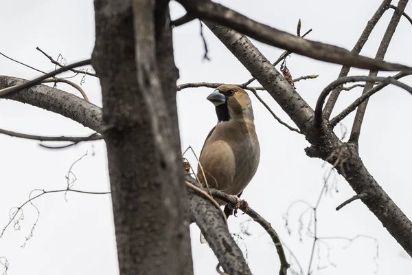 Hawfinch sitter bland grenar av träd — Stockfoto