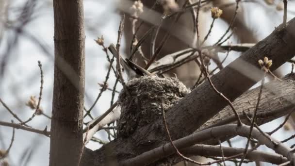 Samice pěnkavu staví hnízdo mezi větve stromů — Stock video