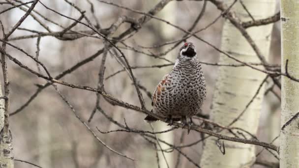 Male Hazel Grouse sitting on a tree among branches — Stock Video