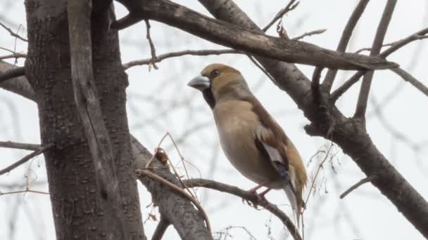 Hawfinch sits among the branches of trees — Stock Video