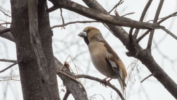 Hawfinch κάθεται μεταξύ τα κλαδιά των δέντρων — Αρχείο Βίντεο