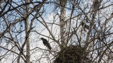 Rooks yuvalarına baharda kurmak.