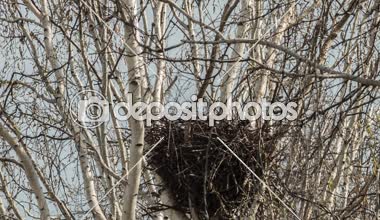Rooks yuvalarına baharda kurmak.