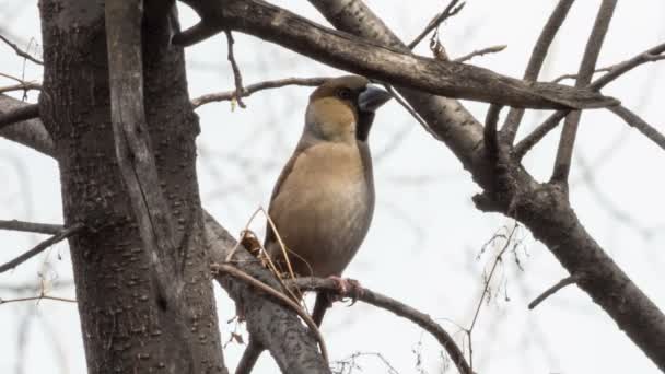 Hawfinch 나무의 가지 사이에서 앉는 다 — 비디오