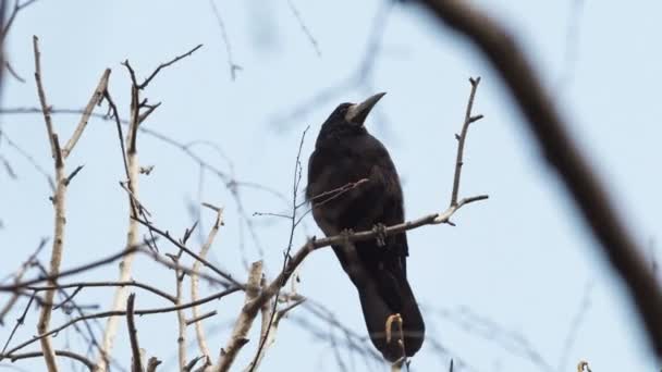 Rook se trouve sur une branche d'un arbre — Video