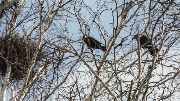 Rooks build their nests in the spring — Stock Video