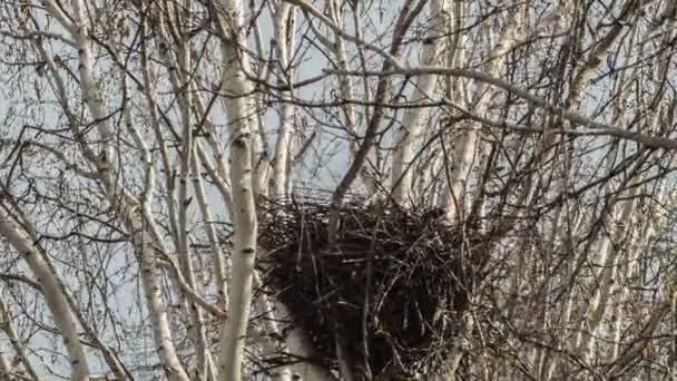 Saatkrähen bauen im Frühjahr ihre Nester — Stockvideo