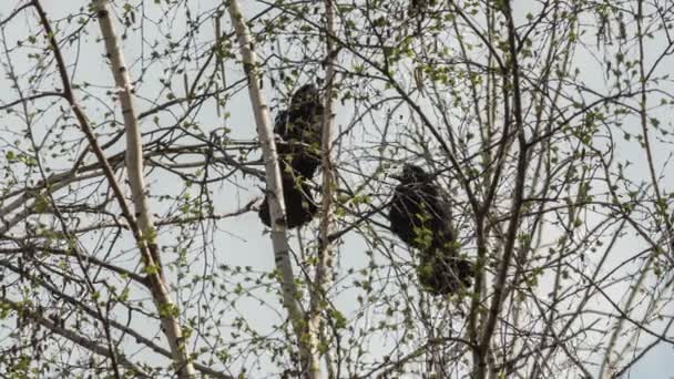 Vrány jsou sedí na větvích stromu — Stock video