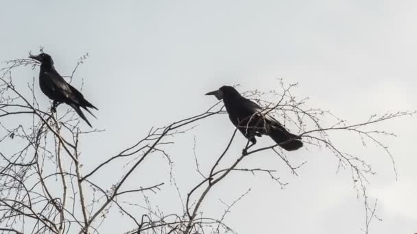 Rooks sitter på grenarna i ett träd — Stockvideo