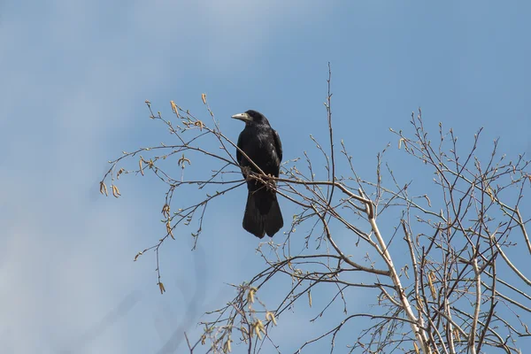 Rook sitter på en gren av ett träd — Stockfoto