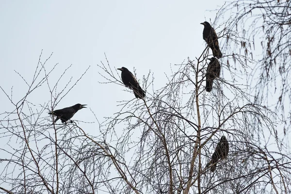 Rooks sitter på grenarna i ett träd — Stockfoto