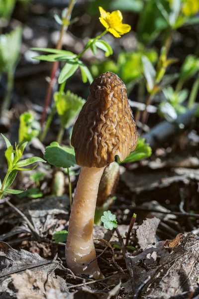 Morel svampodling (Morchella conica) i skogarna i västra Sibirien — Stockfoto