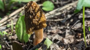 Batı Sibirya ormanları içinde büyüyen morel mantarlı (Morchella conica)