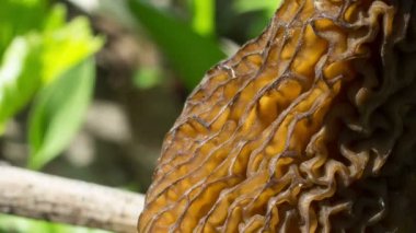 Batı Sibirya, mantar şapka parçası ormanlarının içinde yakın büyüyen morel mantarlı (Morchella conica)