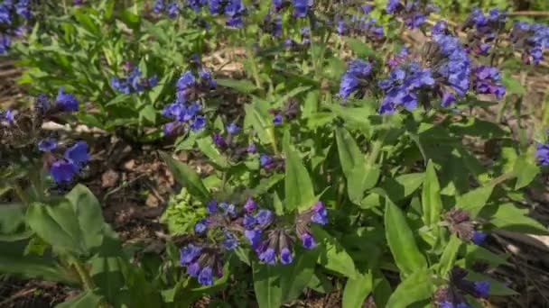 西伯利亚报春花-pulmonaria — 图库视频影像