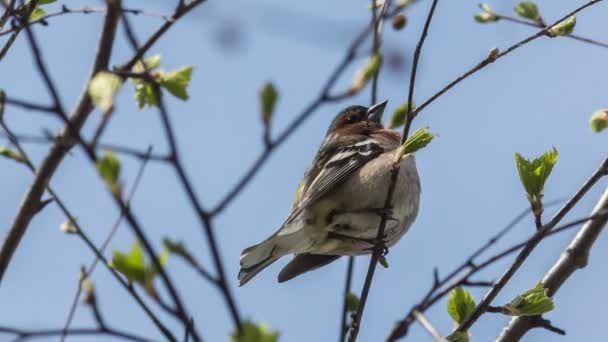 Le jarret est assis sur une branche d'arbre 
