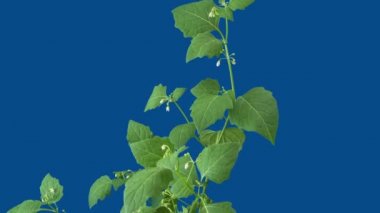 houseplant geceliğine kapatıp öğleden sonra çiçek - timelapse açar  