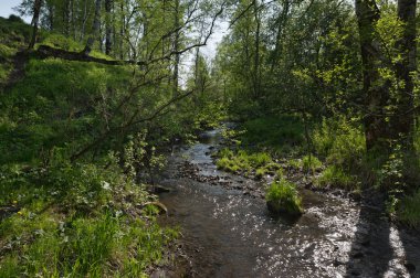 Ormanda bir dere.