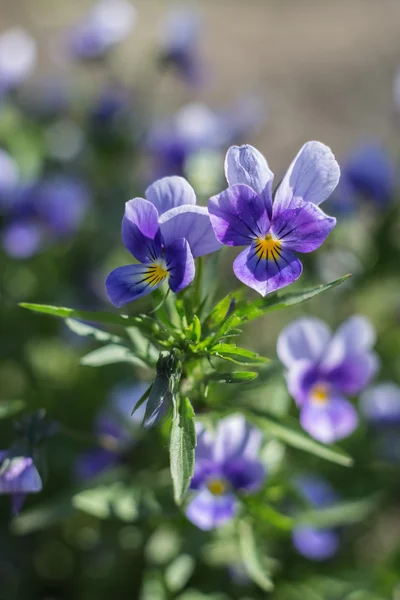 Bloeiende viooltjes op een onscherpe achtergrond met ondiepe scherptediepte — Stockfoto