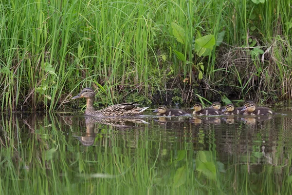 Canard aux canetons — Photo