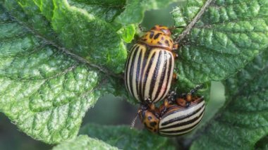 İki Colorado Patates böceği