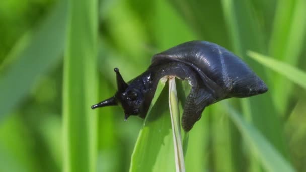 Black snail crawling on grass — Stock Video