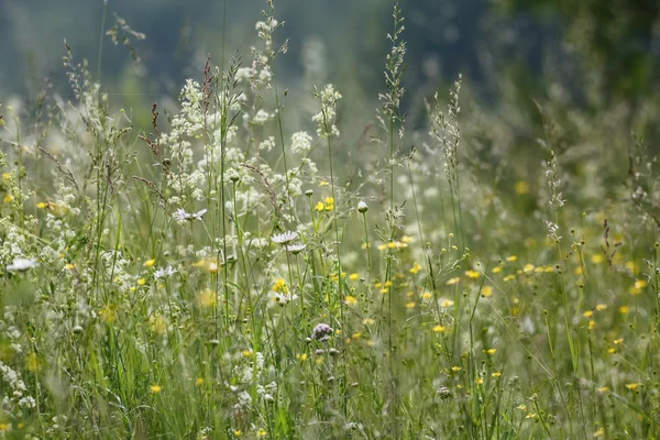 Summer grasses with shallow depth of field — Stock Photo, Image