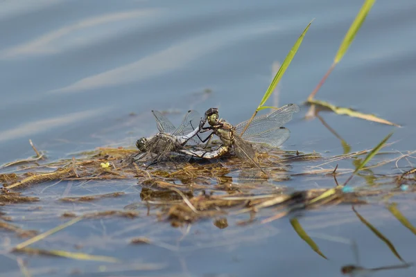 Two dragonflies mating in the moment — Stock Photo, Image