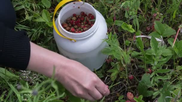 La donna riunisce la fragola selvatica su un prato un primo piano — Video Stock