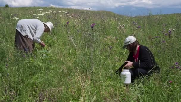 Duas mulheres reúnem o morango selvagem em um prado — Vídeo de Stock