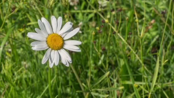 Camomile close up — Stock Video