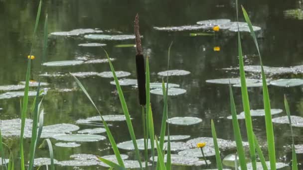 Cañas y lirios de agua creciendo en el pantano — Vídeo de stock