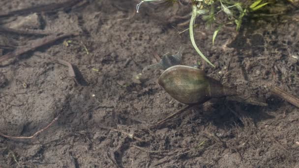 El caracol del estanque se arrastra sobre el fondo de un embalse — Vídeos de Stock